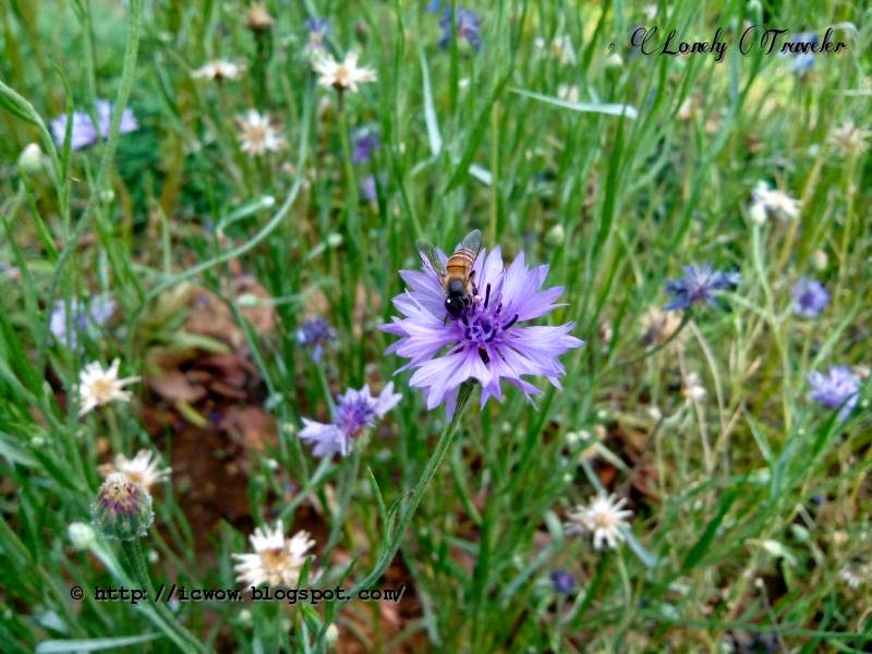Godawari Botanical Garden Nepal Lonely Traveler