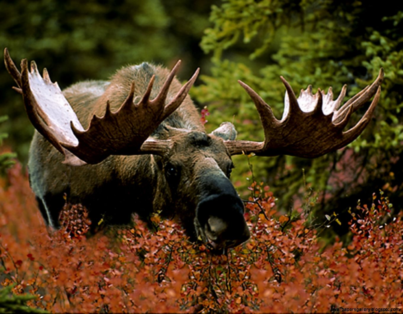 Denali Rail Tours Combine Independent Travel with Comfort Luxury Denali Rail Tours Combine Independent Travel with Comfort Luxury