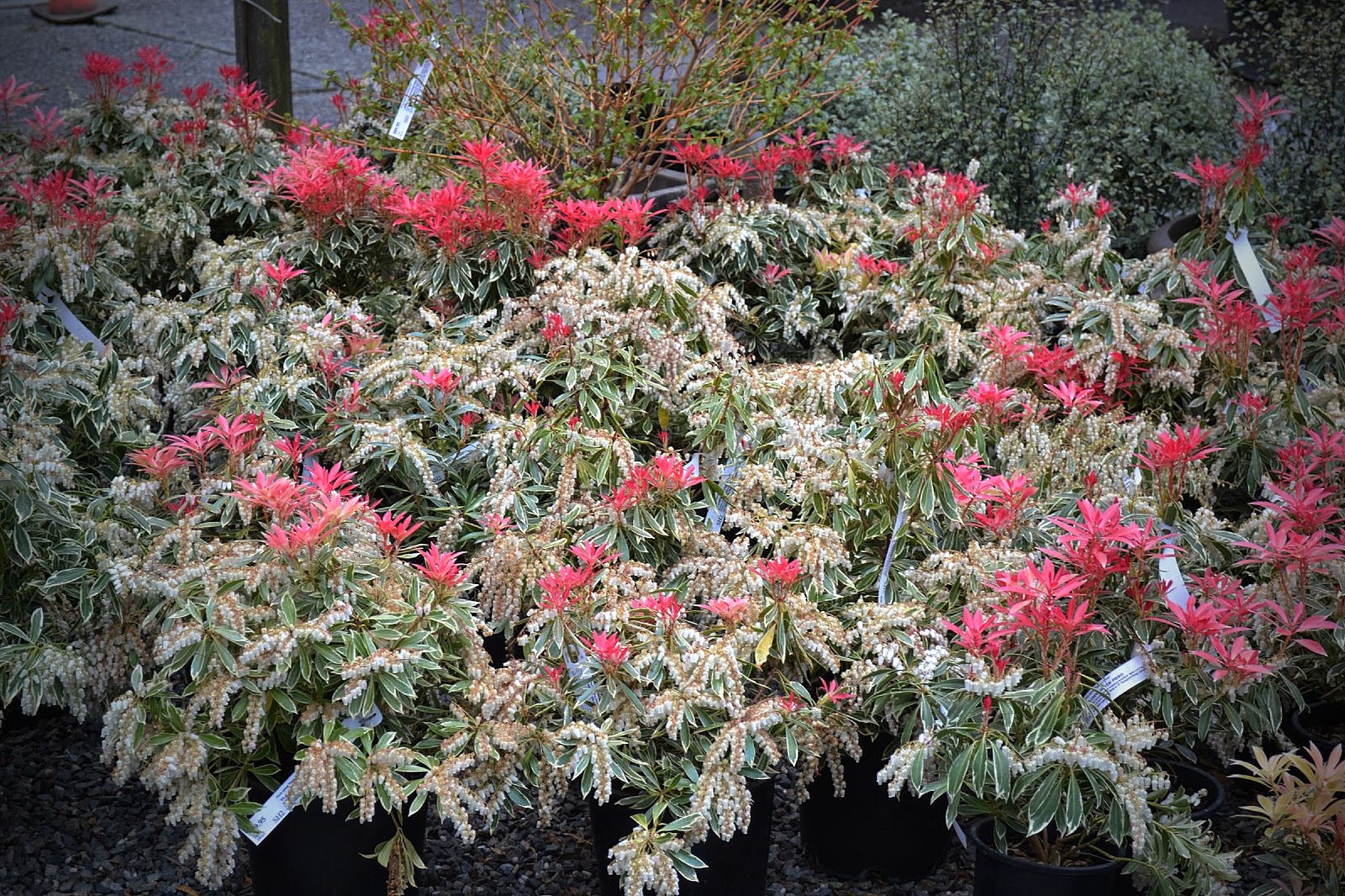 Angie S Garden Diaries Garden Blogger Bloom Day May 2014