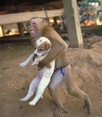 Funny puppies pictures