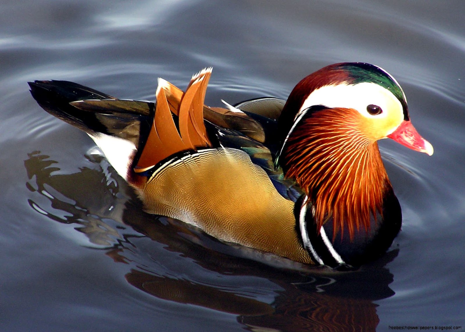 Most Beautiful Duck in the World Most Beautiful Duck in the World