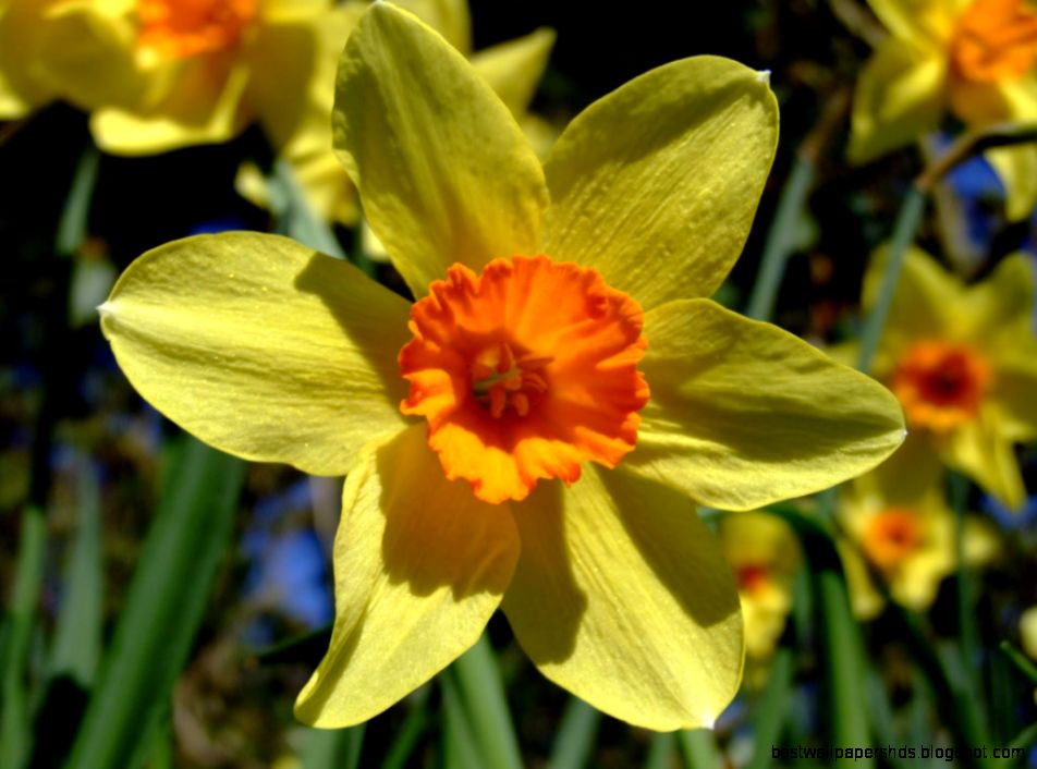 Blendspace FlowersGold Blendspace FlowersGold