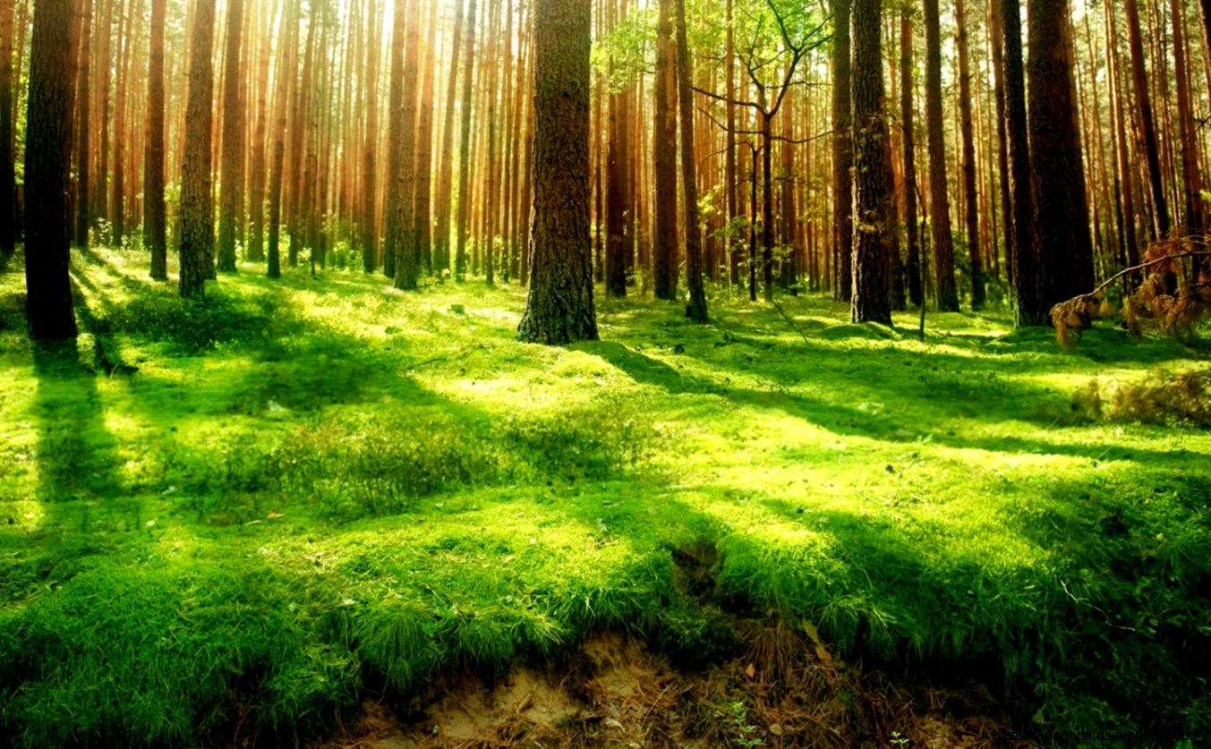 Beautiful Forest Scenery Beautiful Forest Scenery