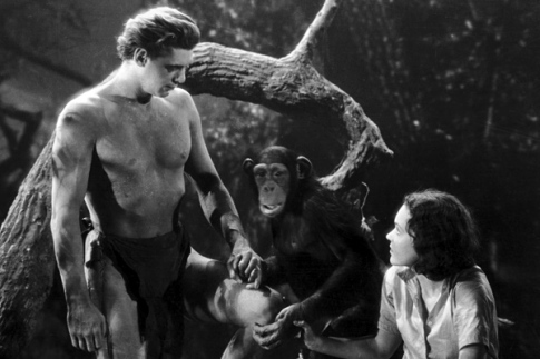 Buff Chimp