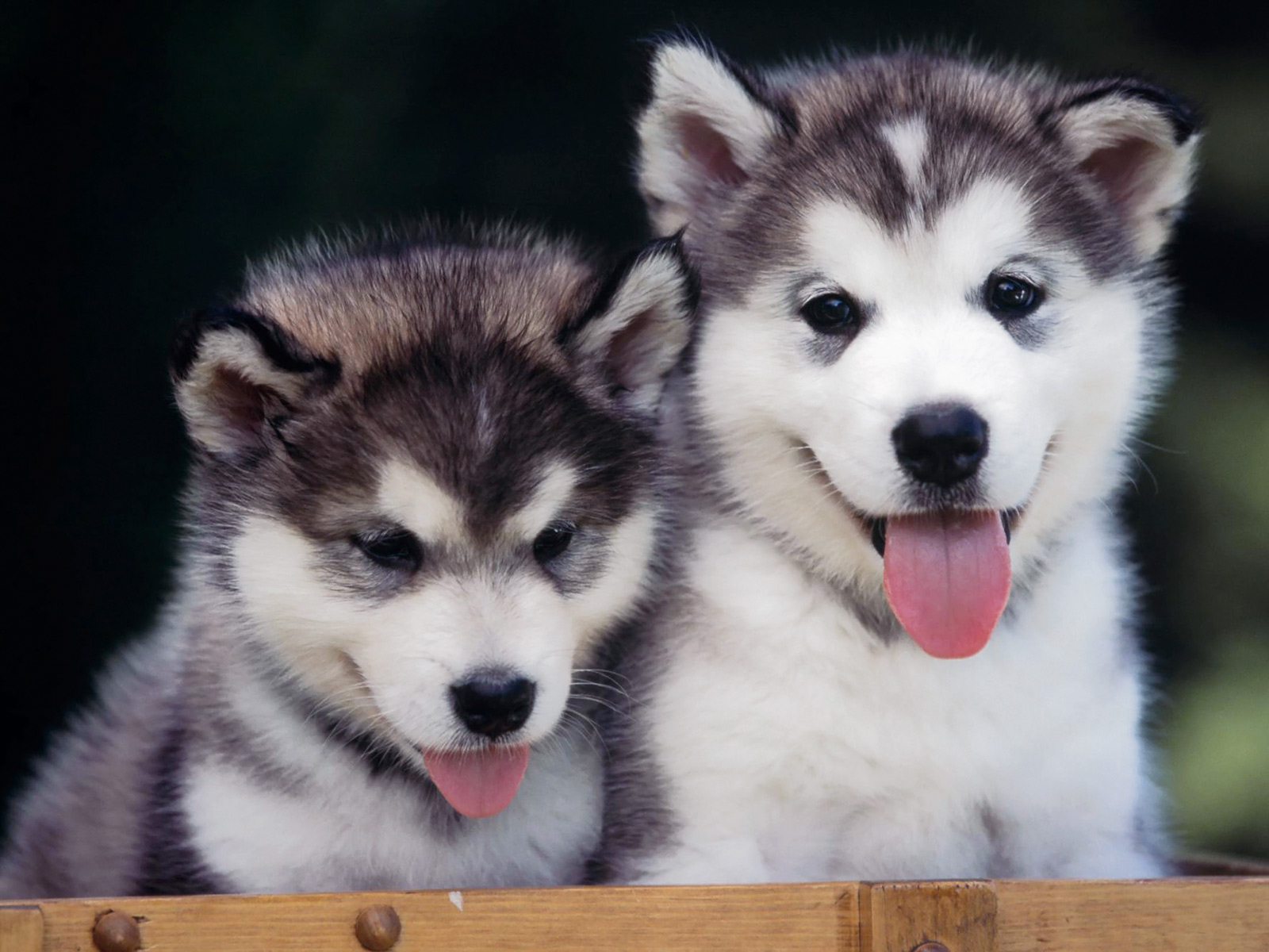 Siberian Huskies Puppies WallpaperView in full screen