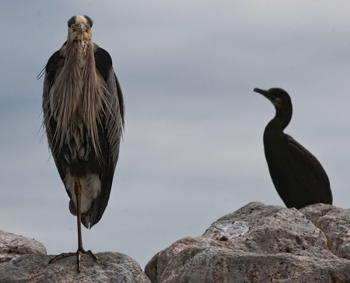 கடல் பறவைகள் Point%2BLobos%2BBirds...%2B%25284%2529.jpg?Point-Lobos---Sea-Birds-Photos...?Point-Lobos---Sea-Birds-Photos..