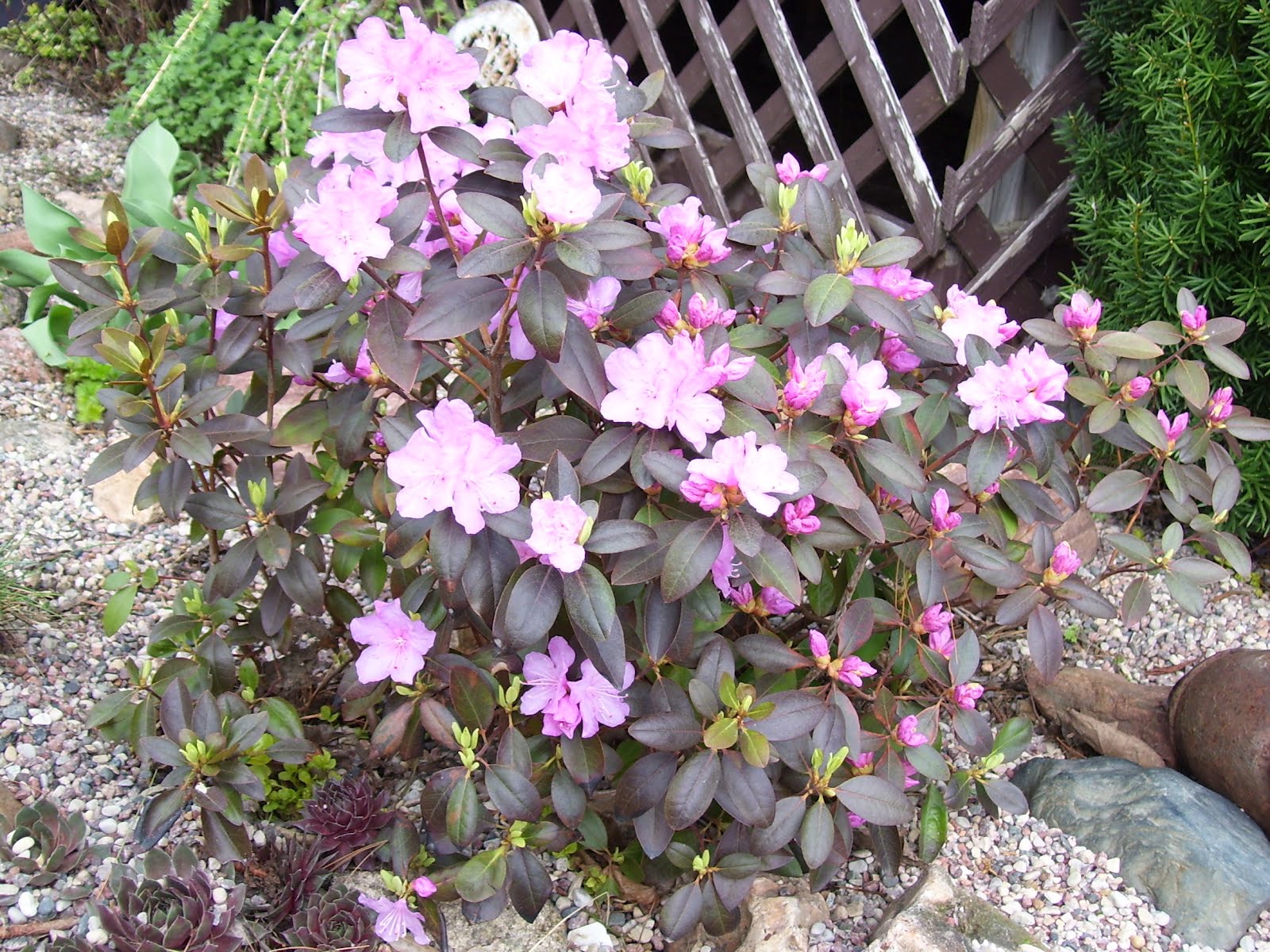 Talking to Plants Best Azaleas for Central Wisconsin