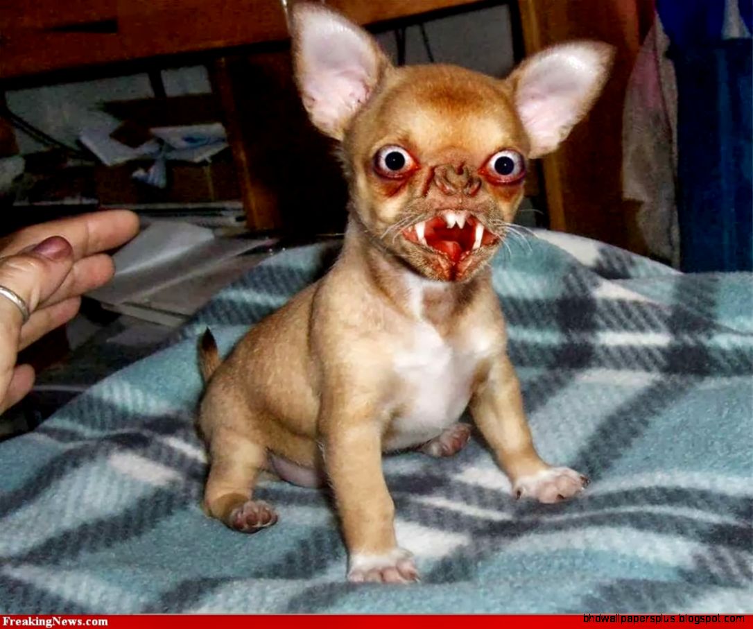 Funny Ugly Dogs Interesting Facts amp Funny Pictures Funny And Funny Ugly Dogs Interesting Facts amp Funny Pictures Funny And