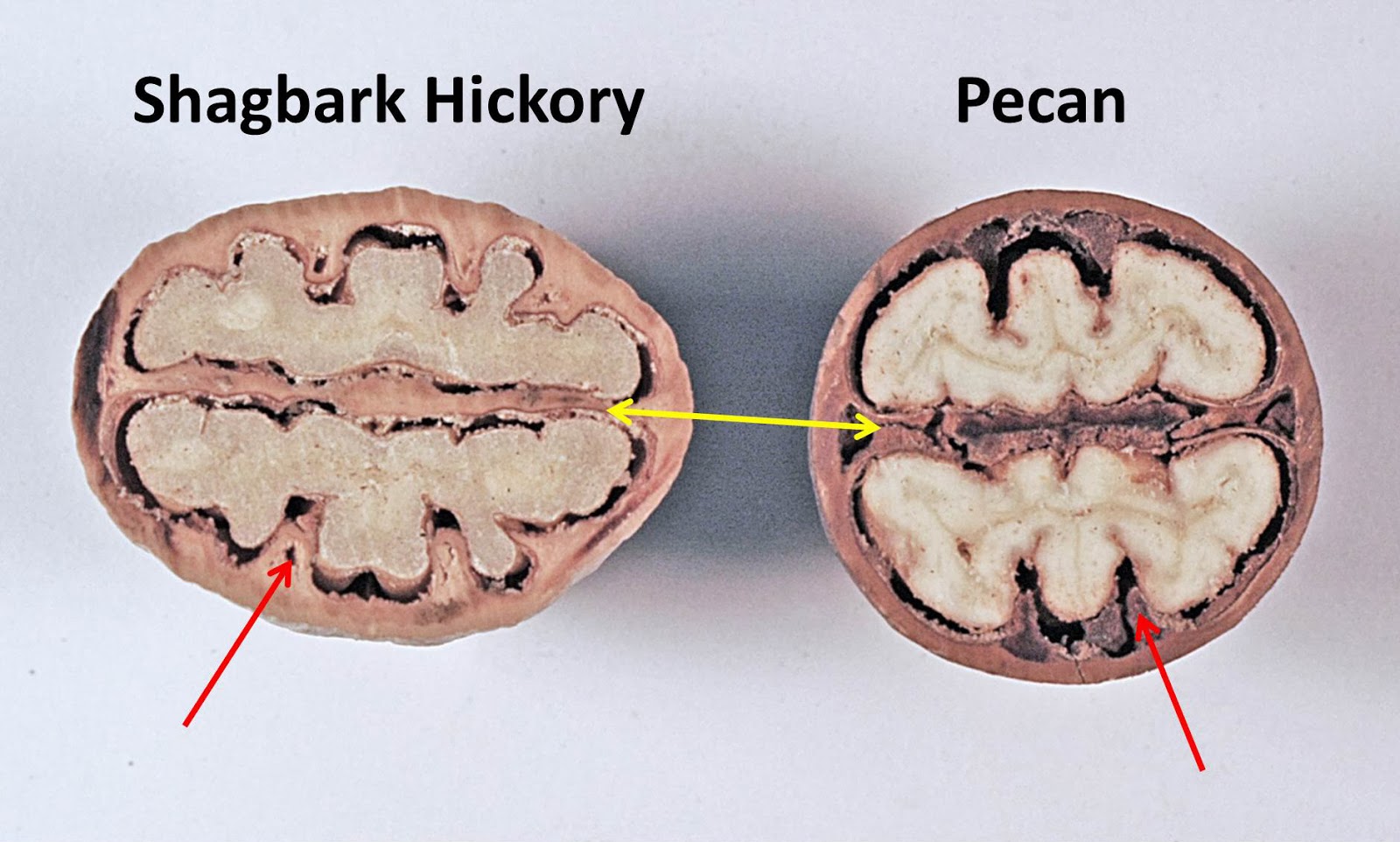 Hickory Nut Vs Pecan atelieryuwa.ciao.jp