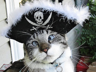 gambar kucing pakai topi bajak laut