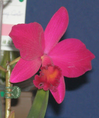 orchid 057