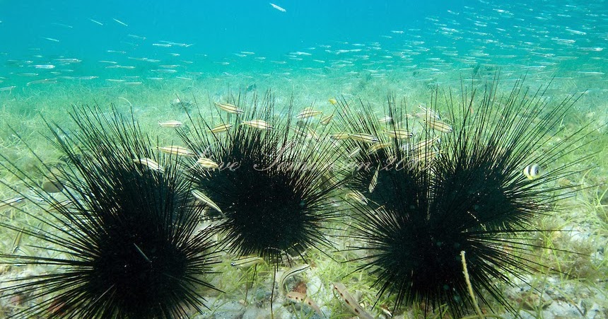 Marine Science Bulu Babi Dan Landak Laut Persepsi Yang Keliru