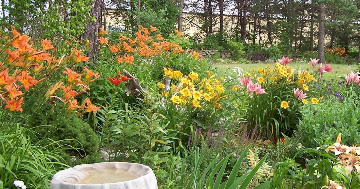 Perennial Passion Ditch Lilies