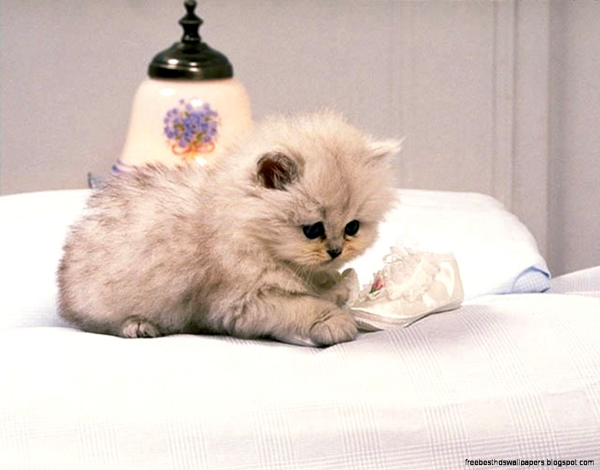 Cat Cute Kittens Wallpaper Cat Cute Kittens Wallpaper