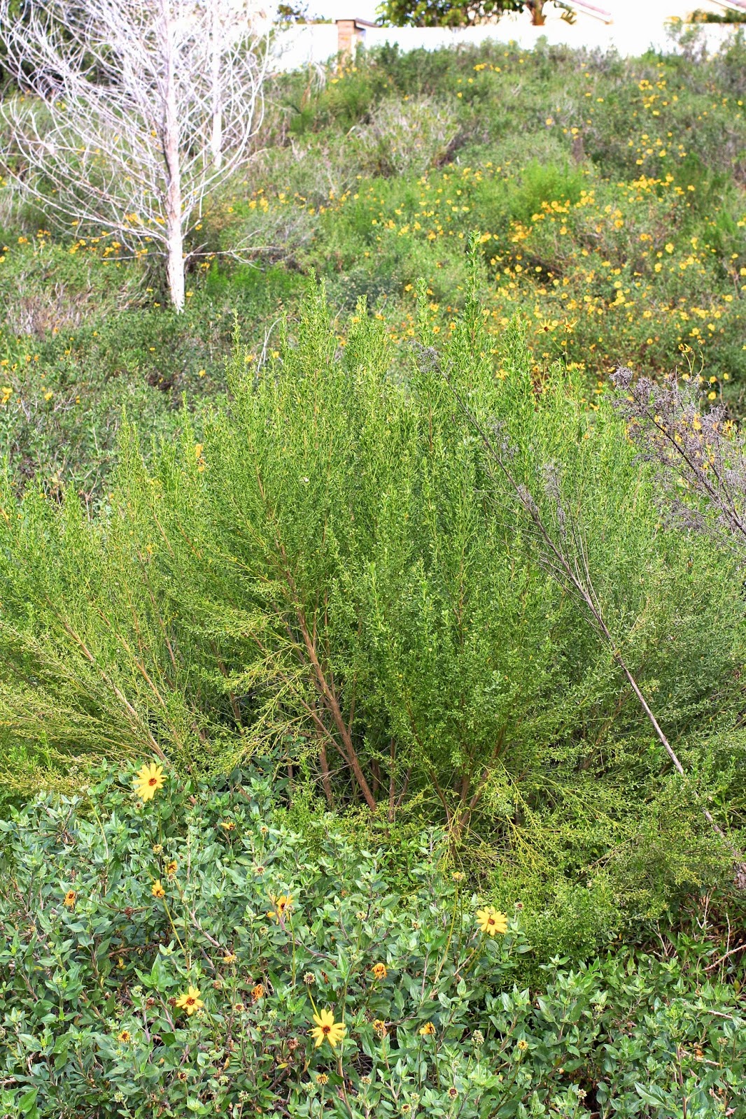 CA Native Garden Where�s the Coyote? CA Native Garden Where�s the Coyote?