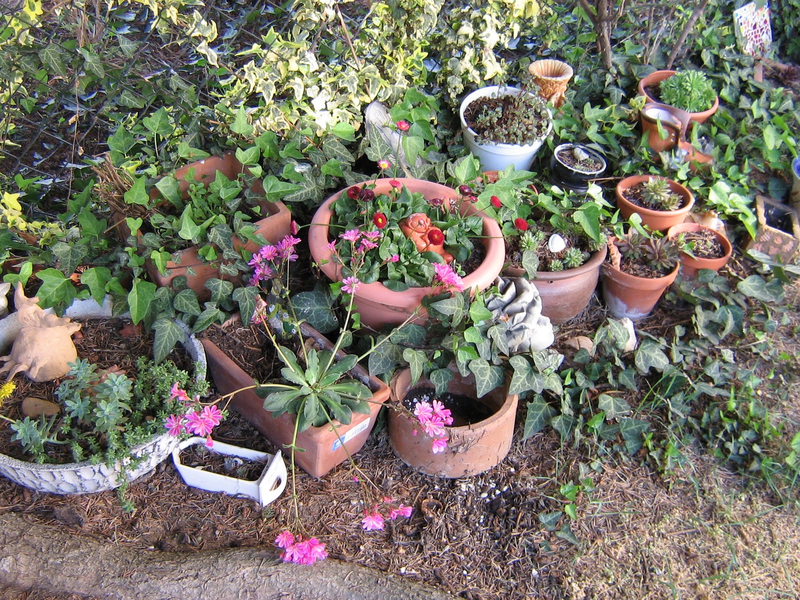 Rosina S Allerlei Hauswurz Ich Mag Sie