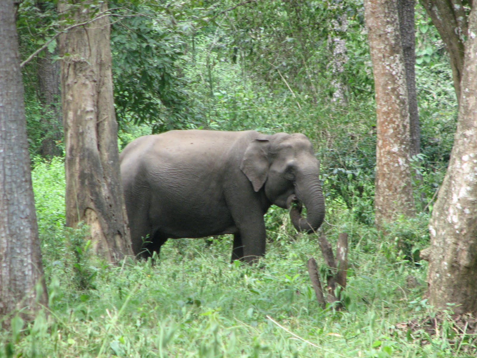 Download this Indian Forest Animals picture