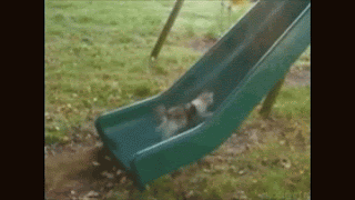 animated gif of cat running up a slide