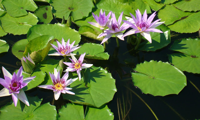 ART & INSPIRATION: Meeting Monet at the New York Botanical Gardens