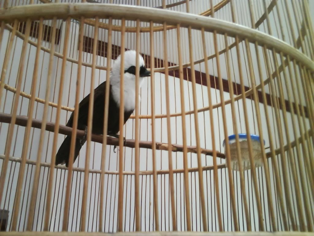 Om Hoby Harga Burung Poksai