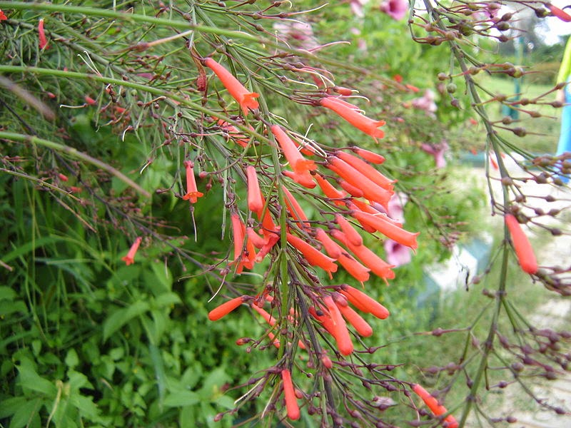  Bunga air mancur adalah salah satu jenis bunga yang tumbuh mengarah ke atas kemudian menj Manfaat Dan Khasiat Bunga Air Mancur (Russelia equisetiformis Schltdl)