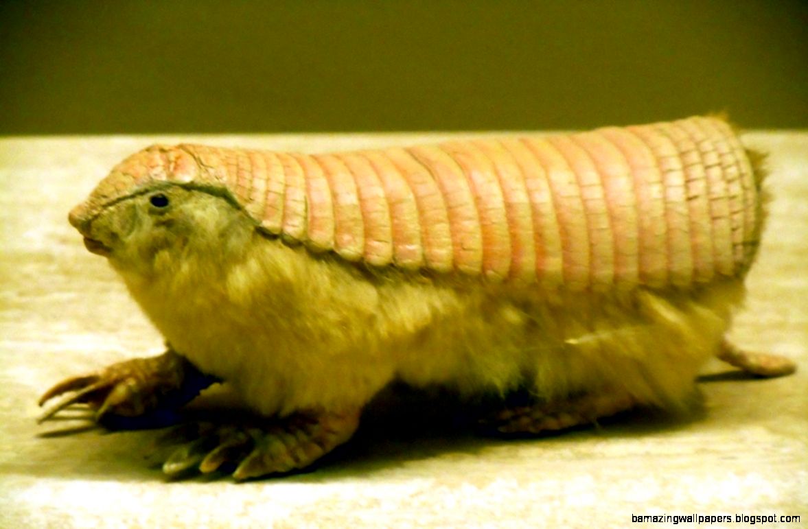jessanne collins modernandmaterialthings Pink Fairy Armadillo jessanne collins modernandmaterialthings Pink Fairy Armadillo
