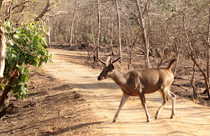 Sambar deer crossing the Jeep trek road.:- Photo  Sudhir. Bhakta.