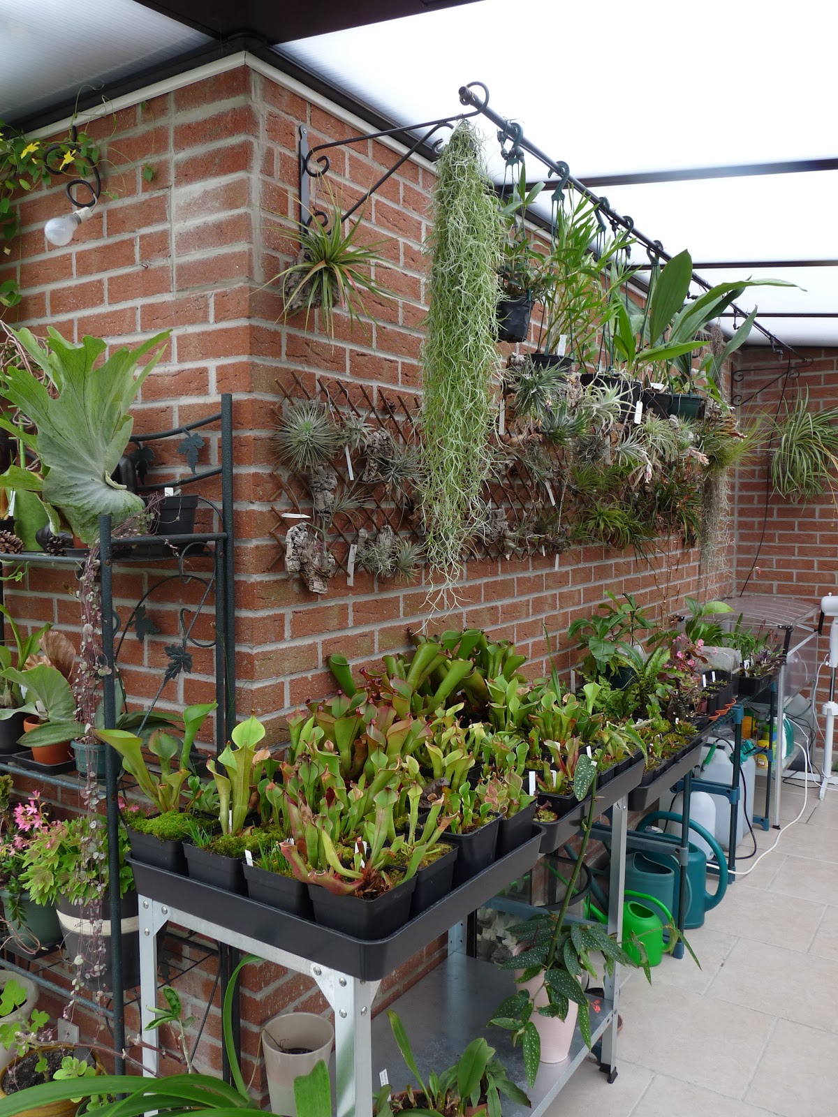 A garden's chronicle Hanging orchids