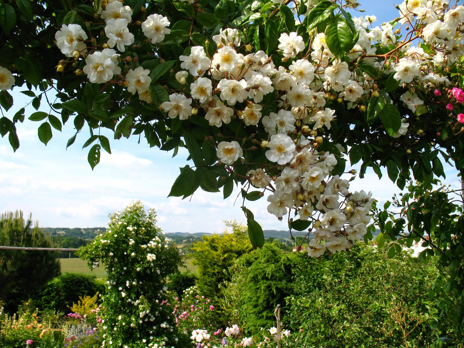 Mutiny In The Garden Climbing Hydrangea What You Should Know
