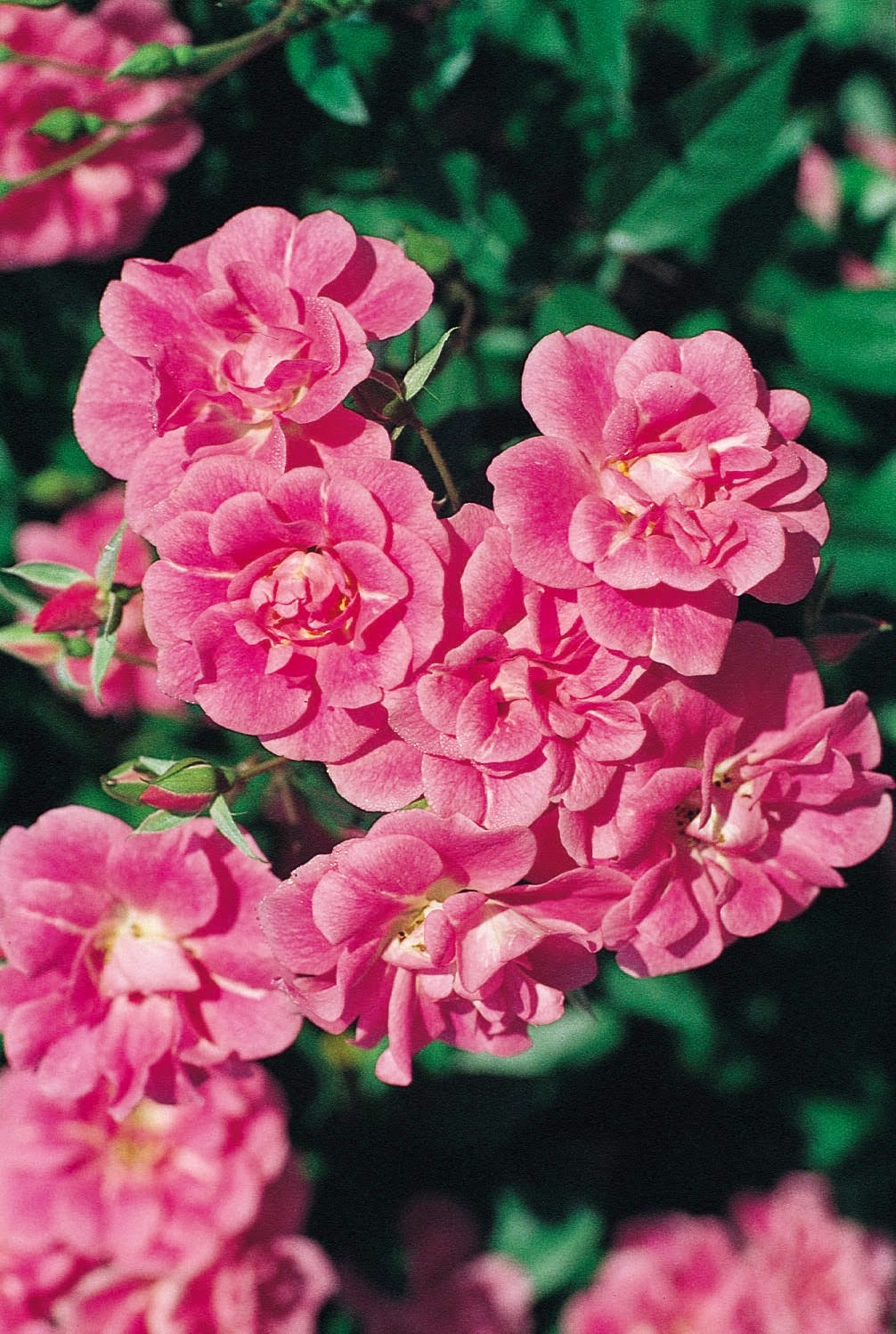 Coming Up Roses Expert Rose Advice from Witherspoon Rose Culture 2015 Rose Introduction