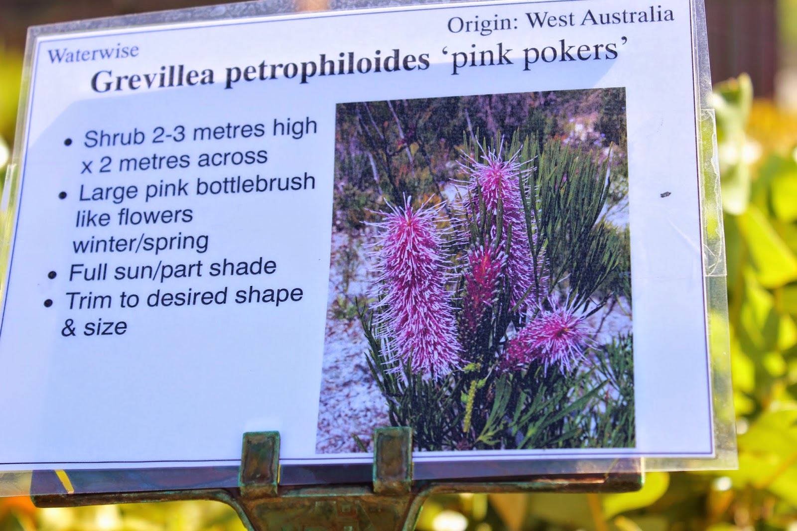 Faded Charm Limelight Hydrangeas