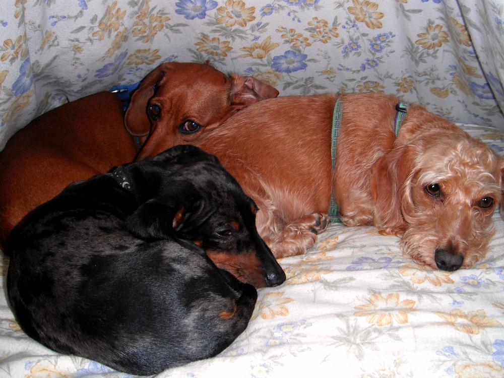 My Three Doxsons Do You Sleep with Dachshund(s)?