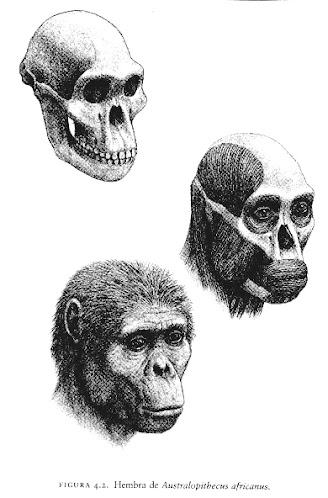 craneo y reconstruccion de Australopithecus africanus
