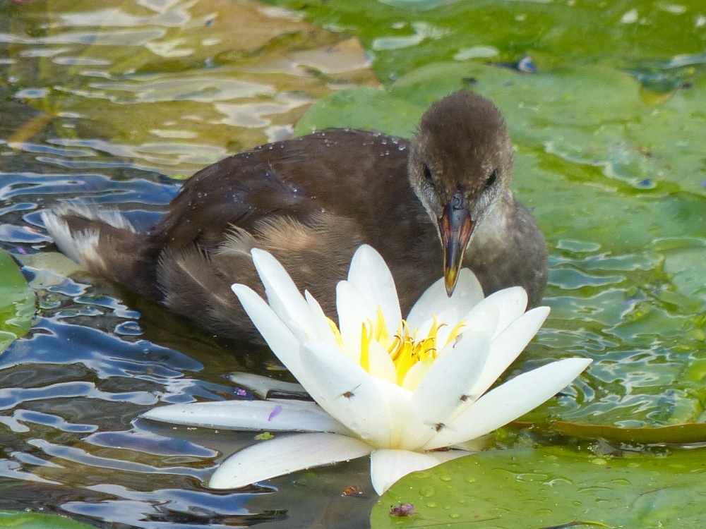 Kensington Gardens and Hyde Park birds