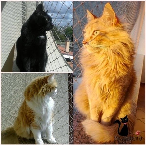 Blogateira: SUSPIROS DA GATEIRA: Gatos Famosos