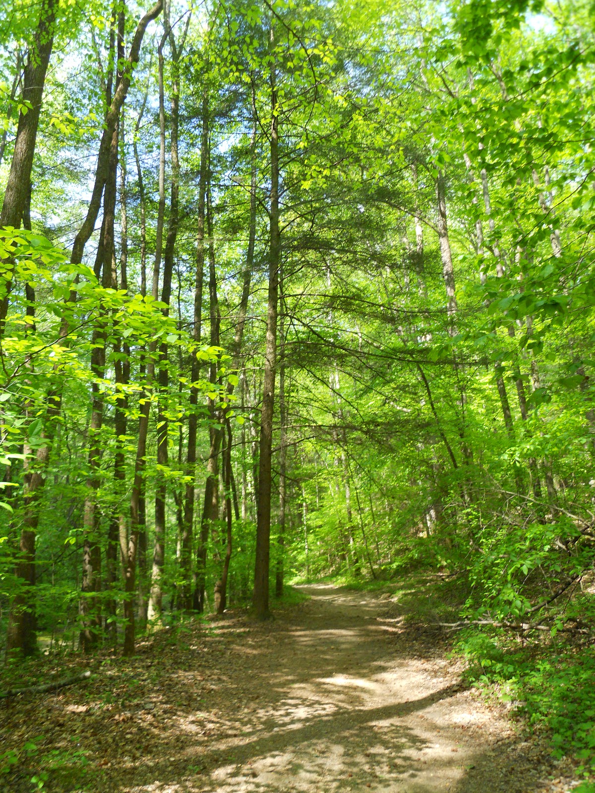 Go on the Cheap Guided Hike in Frozen Head State Park