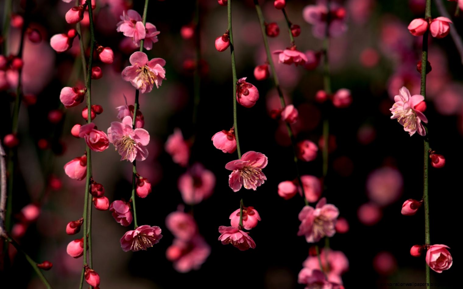 Sakura Blossom Awesome Spring Flowers Wallpaper HD Nature Wallpapers Sakura Blossom Awesome Spring Flowers Wallpaper HD Nature Wallpapers