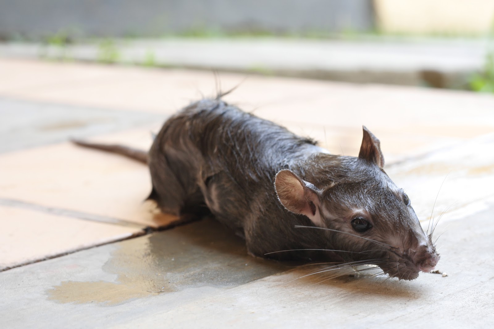 Mason Highlights Like a Drowned Rat