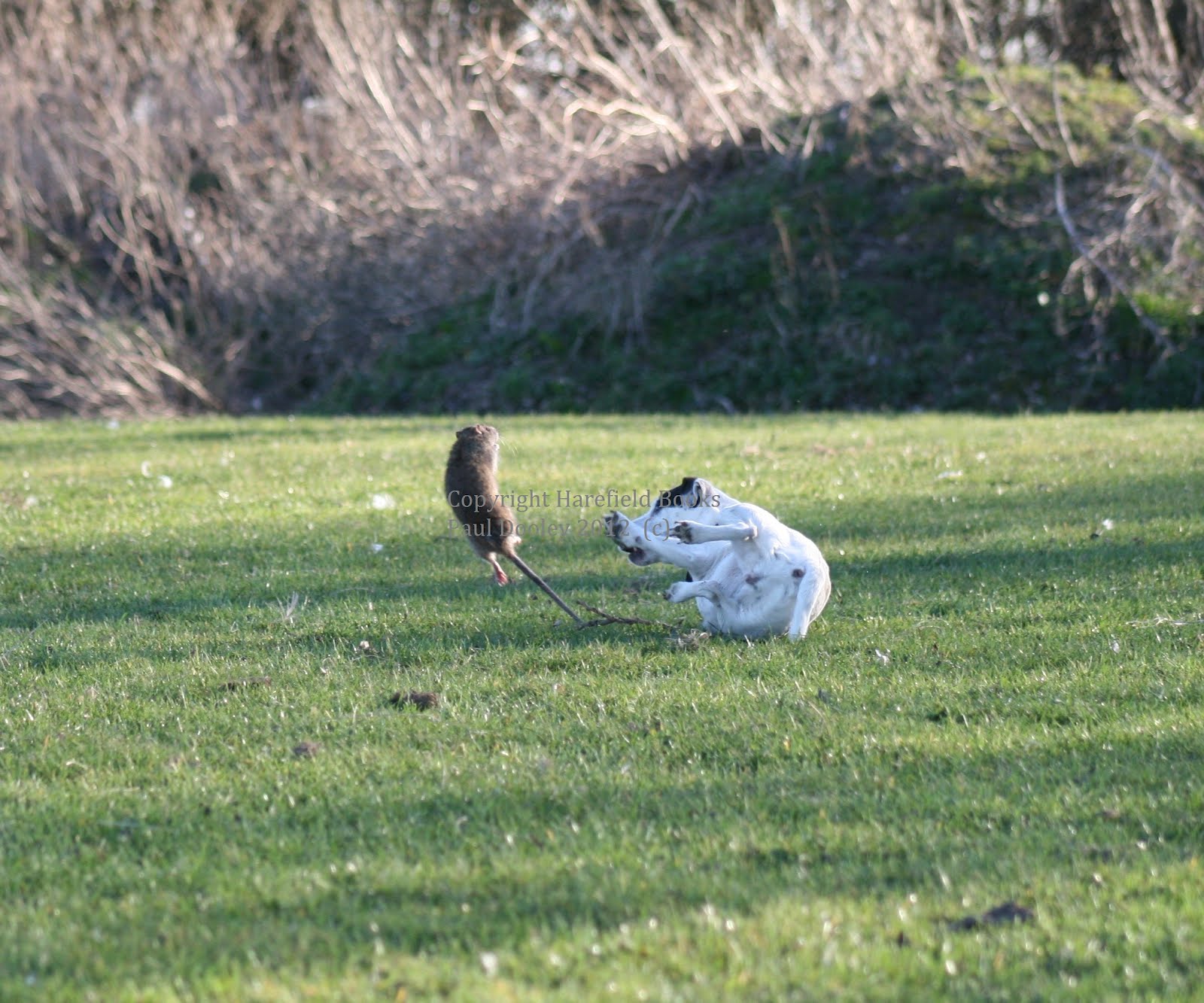 Lurchers, Terriers and Ferrets Sage my Jack Russell in action ratting