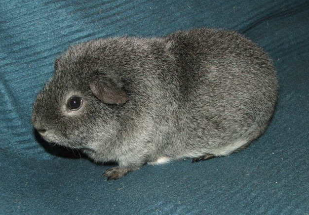 werewolf skinny guinea pig