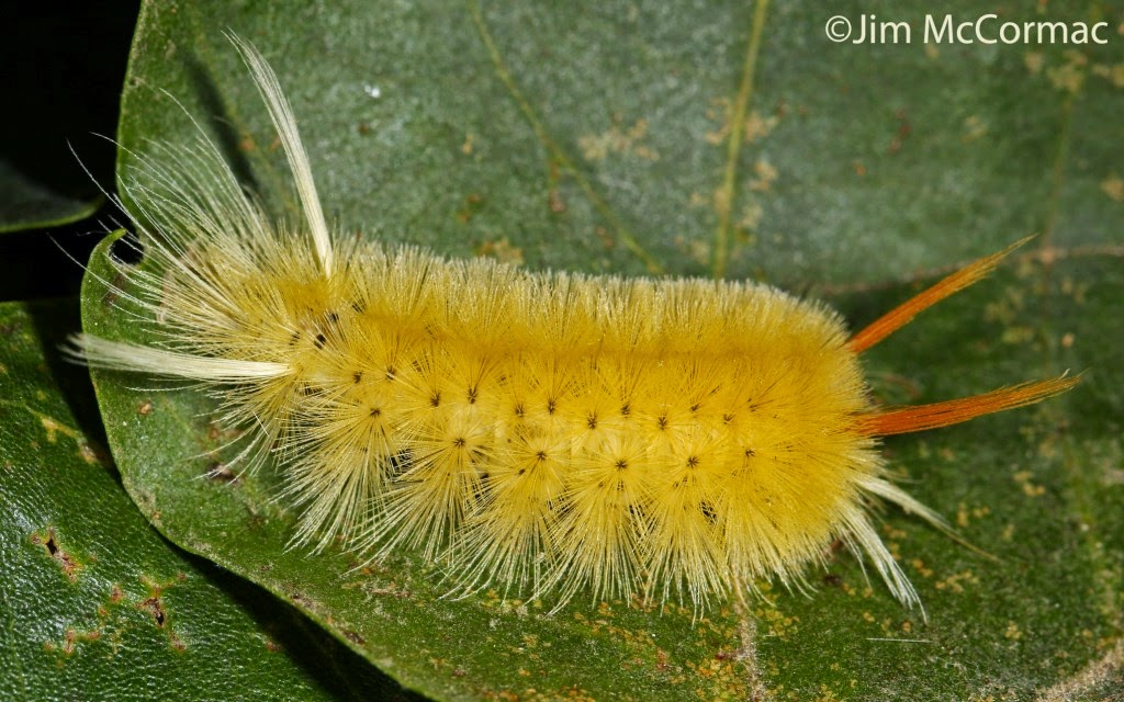 Ohio Birds and Biodiversity Sycamore Tussock Moth caterpillars