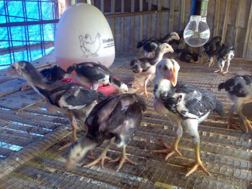 100 Gambar Ayam Umur 1 Bulan Paling Keren 100 Gambar Ayam Umur 1 Bulan Paling Keren