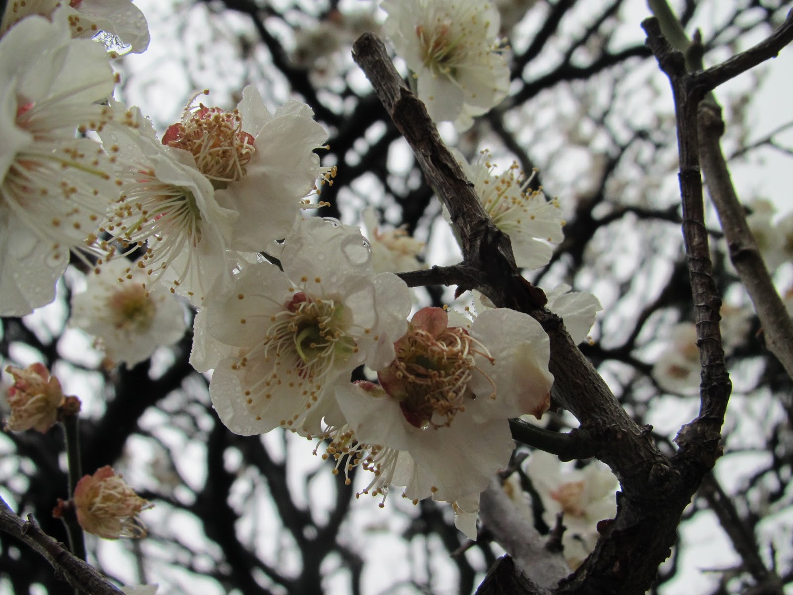 Plum Means