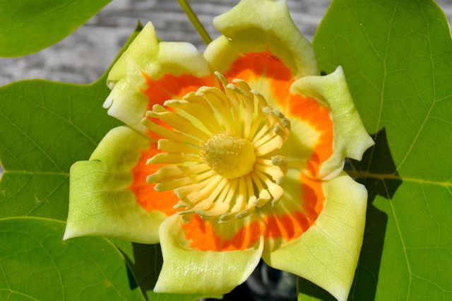 Poplar Tree Flower