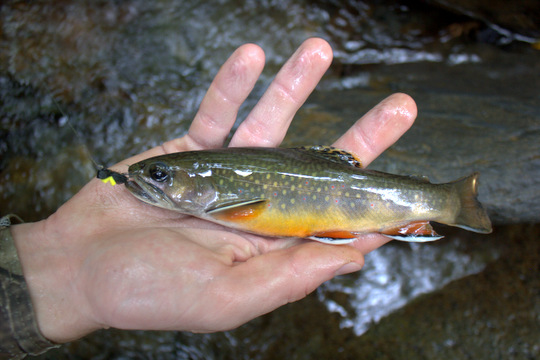 Great Smoky Mountains National Park brook trout