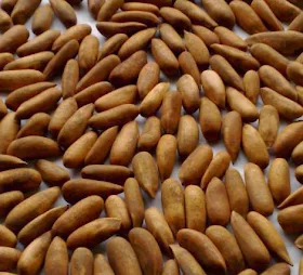 uses of pine seeds uses of pine seeds