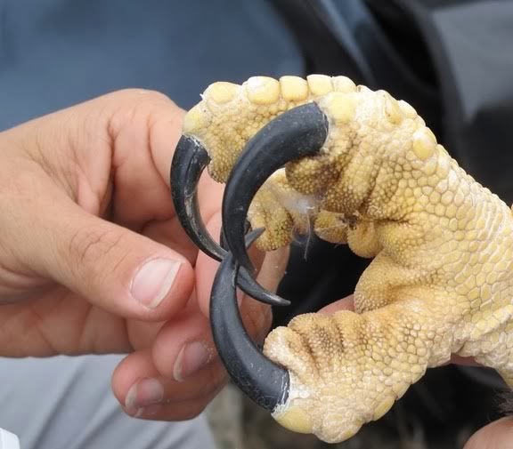 harpy+eagle+talons.jpg