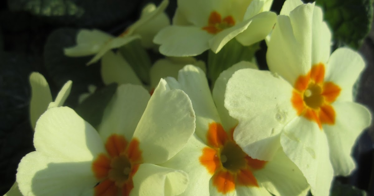 ...the sight of morning... Window Box in January