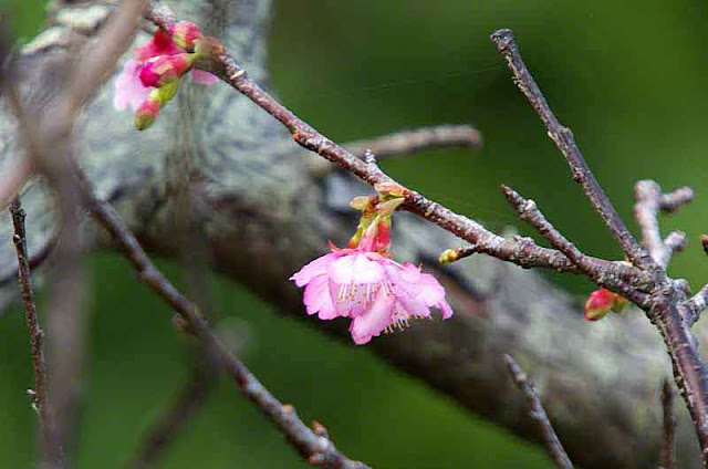 buds, blossoms, cherry tree, branches, bark
