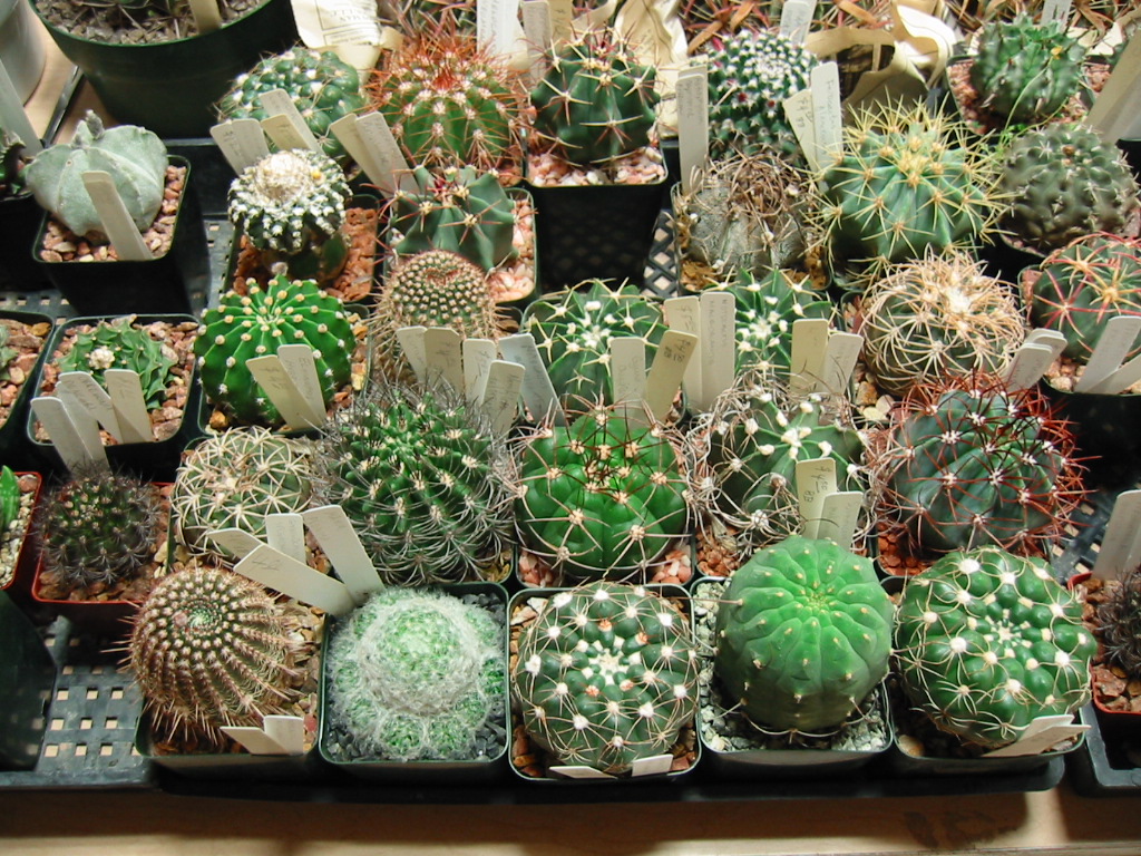  Evo ful kaktusov
